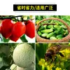 Rociador Continuo de Acero Inoxidable Tomate Flor de Tomate Polinizador Rociador Abeja Abeja Equipo de Rociado Medicinal