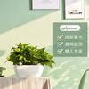 Fornecimento Direto da Fábrica Vaso de Flor Automático Absorvente Diâmetro Grande Desktop Suculenta Rosa Verde Resina Vaso de Flor Automático Absorvente Atacado
