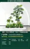 Set de Paisajismo Simulado para Exhibidores de Ventanas Interiores, Decoración de Escaleras, Paisaje de Plantas Verdes Simuladas, Arreglo de Jardín, Adornos de Decoración de Plantas en Maceta