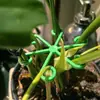 Suporte para Monstera, suporte anti-queda para plantas, estrutura de suporte para escalada de flores de caule hidropônico, suporte retrátil para haste de flor