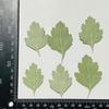 Planta de flor seca de ajenjo espécimen material hecho a mano para jardín de infantes pegatinas hojas reales DIY base de gota de pegamento marco de fotos repujado