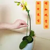 Soporte de Barra de Soporte para Plantas Suculentas y Orquídeas para Macetas, Soporte para Dar Forma a las Flores, Marco Antivuelco y Protección de Hojas para Plantas Verdes