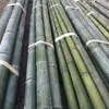 Varas de Bambu Internas para Dança, Decoração Externa, Bambu Verde, Varas de Bambu Grossas e Finas, Materiais de Varas de Bambu, Decoração com Varas de Bambu, Decoração Verde, Divisórias