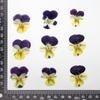 Bolsa de Material Embosado/Bafle de Flor Seca Pensamiento/Corydalis Venta al por Mayor Joyería de Pegamento Goteante Uñas Maquillaje Facial Decoración de Carcasa de Teléfono