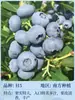 Semillas de Arándano para Plantar en el Norte y Sur, Plantas de Maceta para Balcón, Plantones de Árboles Frutales del Norte, Plantones de Árboles Frutales, Plantas de Arándano en Maceta
