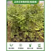 Arce Liuchuan Plantas Verdes en Maceta Estudio Sala de Estar Plantas de Interior Siete Arce Árboles Celebridad de Internet Estilo Japonés Zen Oficina Hojas de Arce