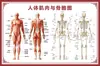 Diagrama del Esqueleto Humano, Cartel de Pared Grande, Diagrama de Órganos, Gráfico de Estructura de Órganos Internos, Gráfico de Puntos de Acupuntura, Póster del Gráfico de Anatomía Muscular Humana