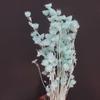 [Edelweiss] Flor Seca Edelweiss Edelweiss Decoração de Casa Casamento Arranjo de Flores Adereços para Fotografia Flor Real
