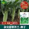 Sementes de Couve Doce, Plantio em Campo de Vegetais Agrícolas, Sementes Híbridas de Couve com Coração Grande, Sabor Crocante e Doce