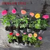 Rosa Abundante Chapéu Vermelho Rosa Trepadeira Rosa Velho Tronco Mudas Multi-Especificação Engenharia Base de Plantas para Paisagismo Fornecimento Direto