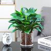Planta Verde Princesa Diamante Dorado en Maceta Hidropónica de Oficina Eliminación de Formaldehído Riqueza Flor de Interior Escritorio Purificación de Aire