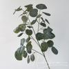 Planta Verde Artificial Hoja Redonda Individual Eucalipto Artificial Eucalipto Artificial Flor Flor de Boda Realista de Alta Gama Exportación