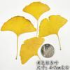 Hojas de ginkgo con ramas, flores secas, ejemplar de planta, flores secas, funda para teléfono en relieve, marcapáginas, hojas reales, flores reales, pegatinas de hojas