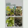 Líquido Revitalizante para Plantas, un Fertilizante de Uso General, Dirigido al Amarillamiento y la Caída de Hojas en Plantas Desnudas, Mejora Rápidamente la Hormona de Crecimiento, Distribución al por Mayor