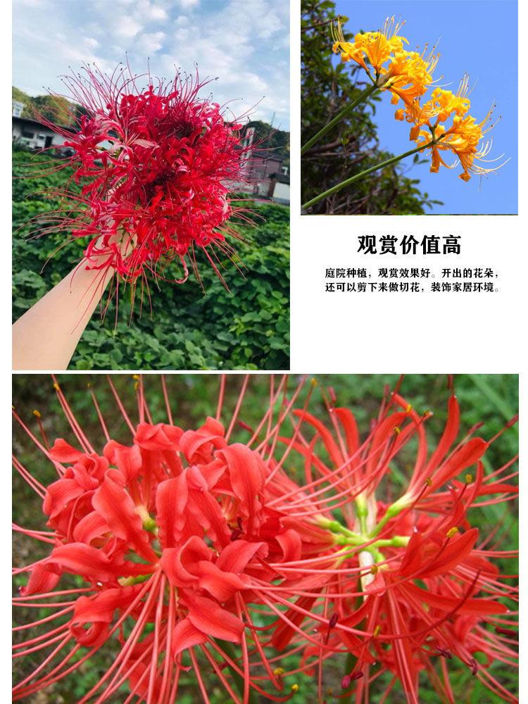彼岸花详细4.JPG