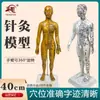 Fengfan 40cm Modelo de cuerpo humano de puntos de acupuntura de medicina china mapa de los doce meridianos modelo de puntos de acupuntura del cuerpo humano de cobre piel humana pequeña
