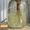 Ligustro de Folhas Pequenas Famoso na InternetPlanta Verde Hidropônica Fresca para Decoração de Interiores, Fácil de Manter o Ano Todo, Adequado para Salas de Chá