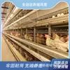 Jaula para pollos de escalera de cuatro niveles, juego de equipo automático para cría de pollos, jaula para pollos galvanizada en caliente engrosada, resistente a la corrosión, especializada para granjas de pollos