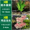 Cuenco de Loto de una Hoja Flor Acuática de Loto Planta Hidropónica Balcón Interior Floración Cuatro Estaciones Acuario con Maceta Loto Flotante