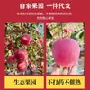 Maçãs Autênticas de Yantai, Qixia Red Fuji, Frutas Frescas Crocantes e Doces, Caixa Completa, Entrega Direta do Local de Origem, Frete Grátis para Uma Peça, Transfronteiriço