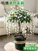 Planta de Jasmim em vaso para pendurar para uso interno com botões, planta verde resistente, planta pendente, flor de jasmim-de-vento, fácil de cuidar o ano todo