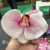 Pasador Mengling Misma Orquídea Falenopsis Cabeza de Flor de Falenopsis Ceremonia de Acompañamiento de Boda Caja de Regalo para Dama de Honor Caja de Dulces Decoración de Flores