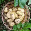 Papas pequeñas Huangpi de Enshi, Hubei. Entrega 3/5/ 4.5kg Papas dulces y harinosas medianas-grandes, verduras frescas de temporada