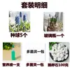 Bulbos e sementes de Jacinto para cultivo hidropônico em ambiente interno, cultivo em solo no inverno, flores de vaso resistentes e fáceis de cultivar