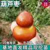 Cabaça de Árvore de Jujuba para Dropshipping de Peça Única para Pátios do Norte e do Sul, Mudas de Jujuba Extra-Grandes Crocantes e Doces, Mudas de Frutas Enxertadas em Vasos