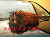 Plumero de Plumas Reales para Eliminar el Polvo, No Suelta Pelusa, para Uso en el Hogar y el Coche, Hecho a Mano, Extensible, Herramienta de Limpieza, Barredor de Polvo, Manta Densa