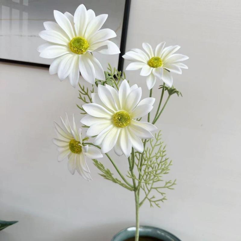 夏菊白色1