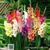 Bulbos de Gladiolos al por Mayor, Bulbos de Semilla de Flor de Gladiolo, Embellecimiento de Patio, Período de Floración Largo, Florece el Mismo Año