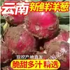 Cebollas de Piel Morada, Cebollas Frescas Cultivadas en Granja, Verduras, Frutas Crudas, Cabezas de Cebolla, Condimento Picante y Crujiente