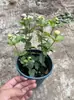 Planta de Semillero de Jazmín Cabeza de Tigre en Maceta Sala de Estar Doble Pétalo Espécimen Antiguo Fragancia Fuerte Gardenia Jiulixiang Planta Fácil de Cultivar en Cuatro Estaciones Planta Verde