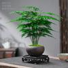Estilo Zen Chinês Planta de Manga em Vaso Planta Verde Interna Planta de Escritório Perene Todas as Estações Interna Varanda Flores em Vaso