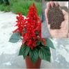 Sementes de Centáurea Perene no Atacado de Várias Regiões, Sementes de Dianthus Multicolores, Flores Medicinais, Flores de Trigo Gigantes, Sementes para Jardinagem