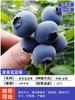 Dropshipping de plántulas de arándanos, plántulas de arándanos, plántulas de frutos grandes en macetas, plántulas de plantación norte y sur, verde ojo de conejo.