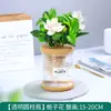 Plantas Hidropónicas Favoritas de los Agricultores Bonsái de Escritorio Plantas Verdes Planta Roja de la Suerte Plantas Pequeñas en Maceta Escritorio de Oficina Plantas Verdes Pequeñas Fáciles de Cuidar