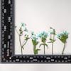 Xiacao Espécimen de Planta en Relieve Goteo de Gel Carcasa para Teléfono Móvil diy Material de Marco de Fotos Flores Secas en Relieve Flores Reales Maquillaje de Novia