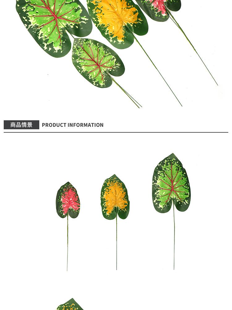 红莲单支_08.jpg