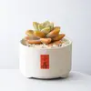 Conjunto fofo de plantas de interior para mesa para jardim de infância, fácil de cultivar e cuidar, pequenas plantas em vasos