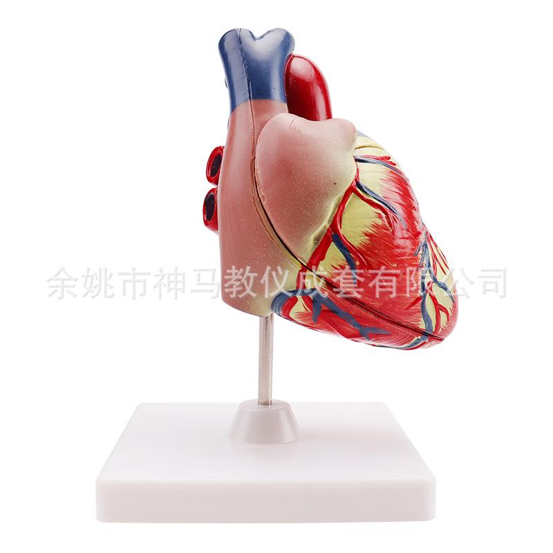 心脏解剖模型3X-5