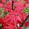 Bonsái de Arce Rojo Japonés 'Princesa Danza Roja' Planta en Maceta de Tocón Viejo, Fácil de Mantener Planta de Follaje en Maceta para Interiores o Balcón Exterior