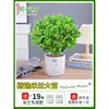Planta en Maceta Flor de Milán, Planta de Interior con Flores y Capullos, Planta Verde Repelente de Mosquitos, Bonsái de Tocón Viejo, Planta de Floración Cuatro Estaciones, Fragante y Fácil de Cuidar