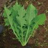 Semillas de Colza Amargas, Semillas de Colza Amargas, Semillas de Colza, Huertos de Verduras en Maceta, Semillas de Verduras de Cuatro Estaciones, Semillas de Colza Fáciles de Cultivar