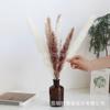 Flores Secas Silvestres Novo Minimalista Pequeno Feixe de Flor de Juncos Mori Flores Secas Naturais Feixe de Flores Naturais para Decoração de Mesa em Casa