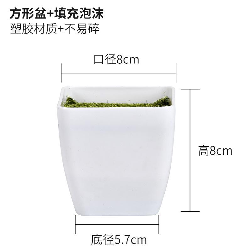 方形盆+填充泡沫