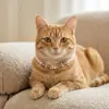 Colar com Pingente de Pérola e Gema de Camada Única para Animal de Estimação Gato Cão Gola Choker de Princesa Gato Cão Coleira de Pérola