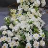 Flor Artificial Banquete de Cumpleaños Cascada Flor de Mesa Flor Colgante Tira de Flores Exhibición de Belleza Fila de Flores Colgantes Escenario de Boda Decoración de Compromiso Flor