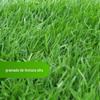 Sementes de grama dente de cachorro Four Seasons Green Lawn, centeio, trevo branco, festuca alta, semente de grama Bermuda Manila